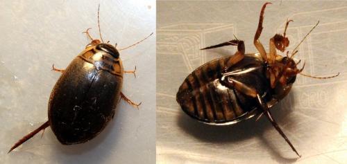 Réf. 128 867 : Acilius canaliculatus