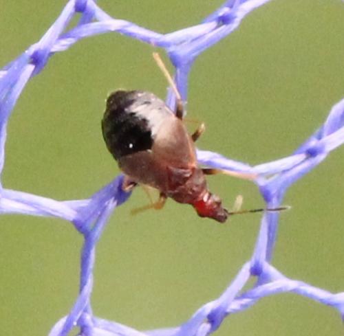 Réf. 128 370 : Loricula pselaphiformis