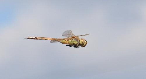 Réf. 128 991 : Anax ephippiger