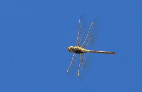 Réf. 128 999 : Anax ephippiger