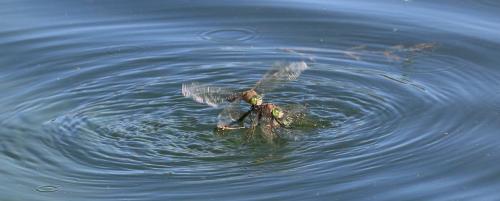 Anax parthenope