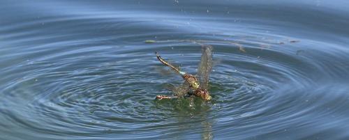 Anax parthenope