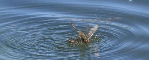 Anax parthenope