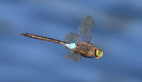 Anax parthenope