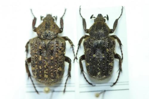 Parapilinurgus variegatus