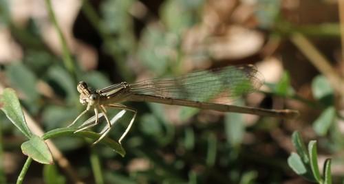Platycnemis latipes