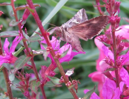 Réf. 128 005 : Autographa gamma
