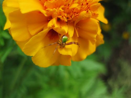 Ebrechtella tricuspidata