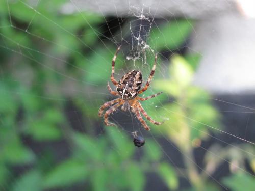 Araneus diadematus