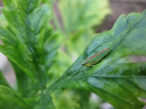 Graphocephala fennahi