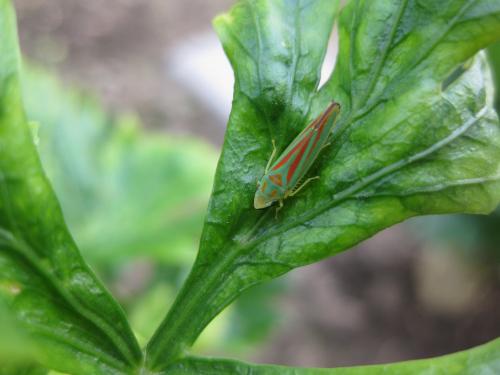 Graphocephala fennahi