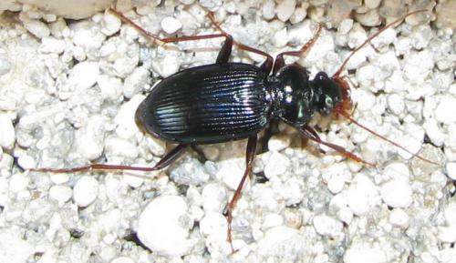 Leistus spinibarbis