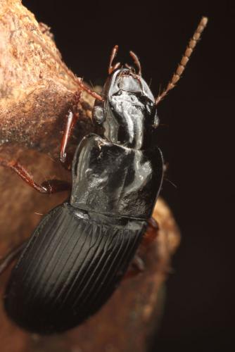 Harpalus atratus