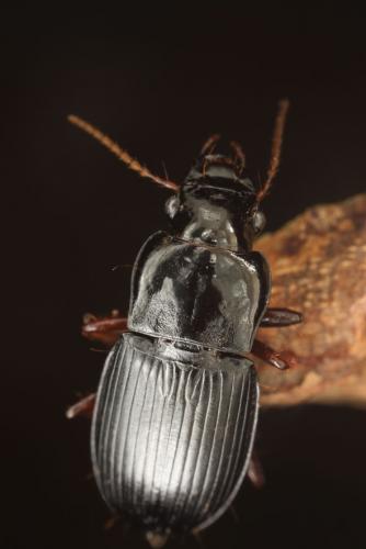 Harpalus atratus