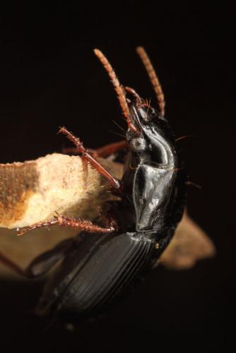 Harpalus atratus