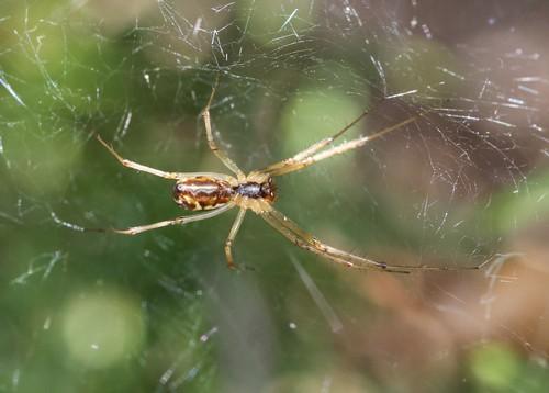 Linyphia sp.