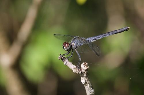 Erythrodiplax berenice