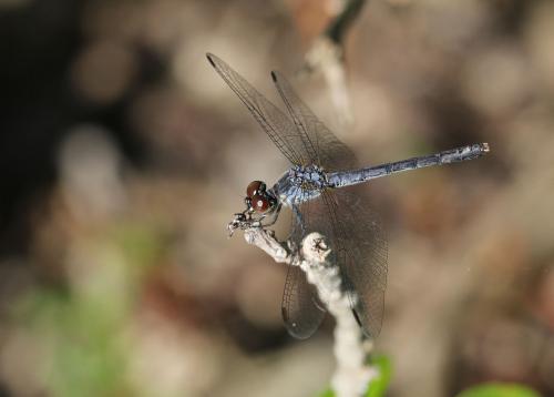 Erythrodiplax berenice