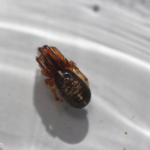 Réf. 128 024 : Singa sp.