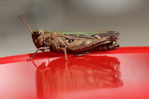 Omocestus rufipes