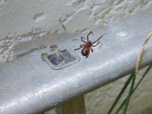 Steatoda grossa