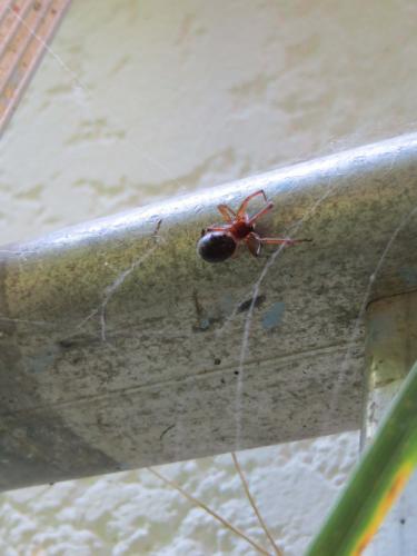 Steatoda grossa
