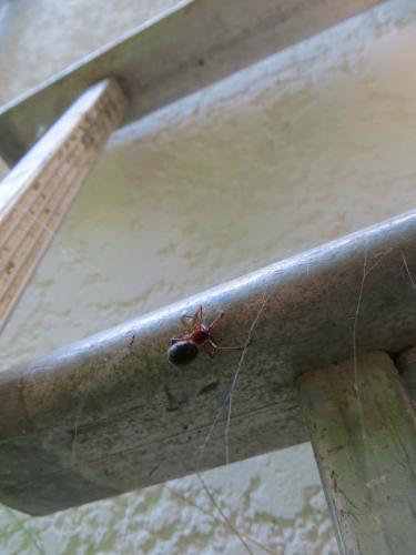 Steatoda grossa