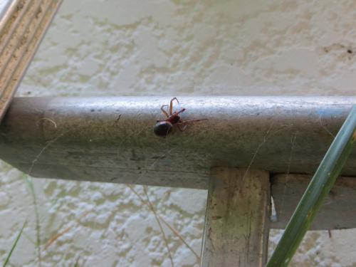 Steatoda grossa
