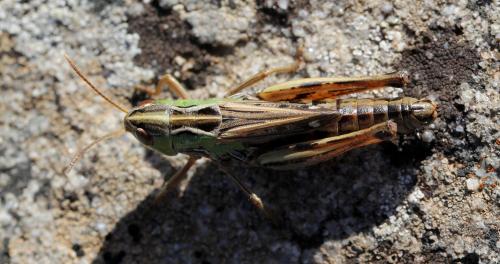 Réf. 128 164 : Stenobothrus nigromaculatus nigromaculatus