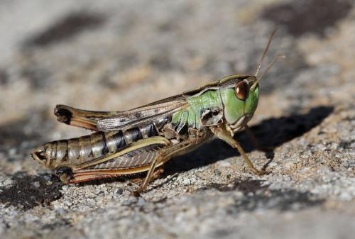Stenobothrus nigromaculatus nigromaculatus