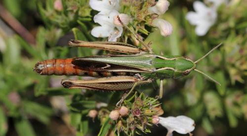 Réf. 128 195 : Stenobothrus lineatus lineatus