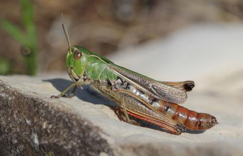 Réf. 128 196 : Stenobothrus lineatus lineatus