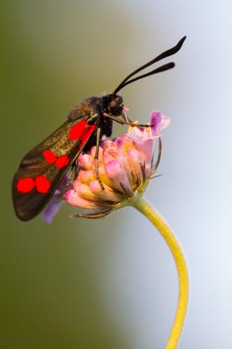 Réf. 128 087 : Zygaena filipendulae