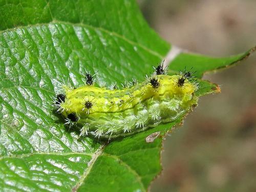 Parasa sp.
