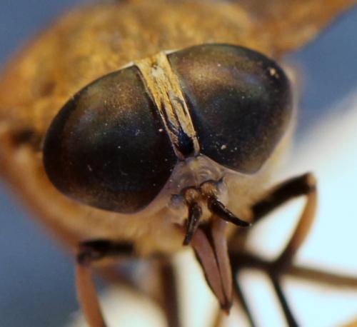 Tabanus eggeri