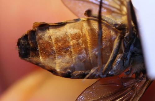 Tabanus eggeri