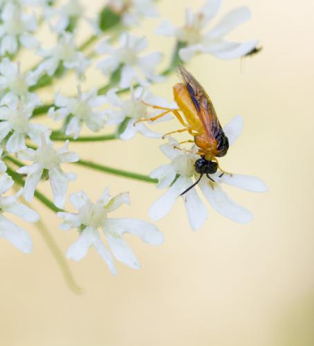 Selandria serva