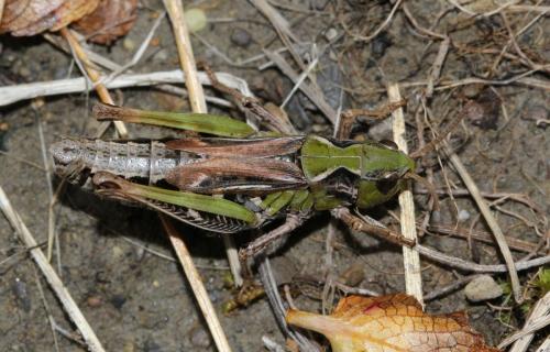 Réf. 128 966 : Aeropedellus variegatus variegatus