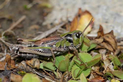Réf. 128 965 : Aeropedellus variegatus variegatus