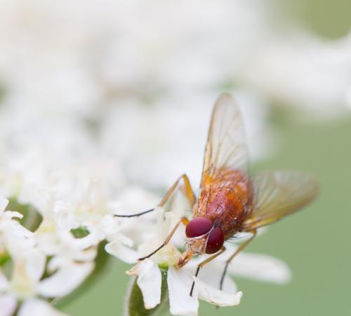 Phaonia pallida