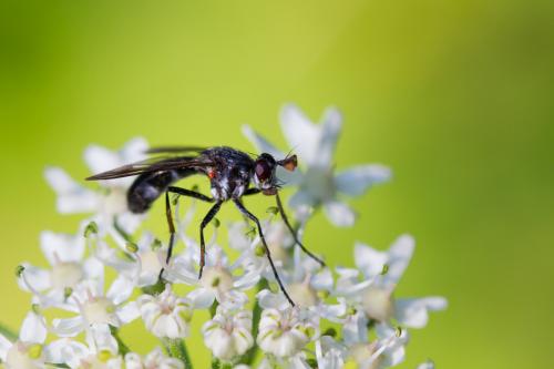 Réf. 128 907 : Lophosia fasciata