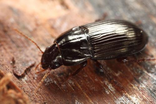 Amara consularis
