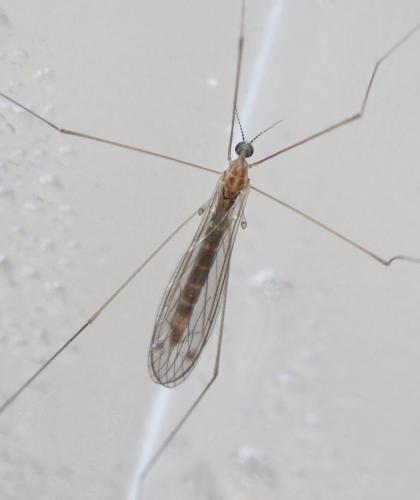 Atypophthalmus inustus