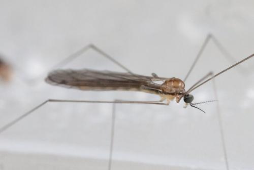 Atypophthalmus inustus