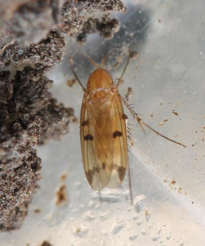 Réf. 128 009 : Mycetophila sp.