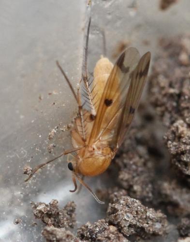Mycetophila sp.