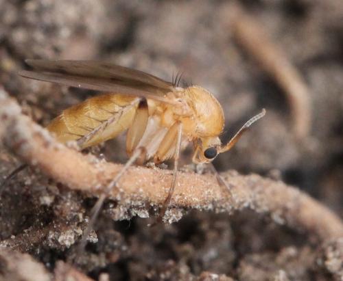 Mycetophila sp.