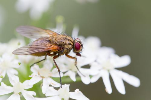 Helina sp.