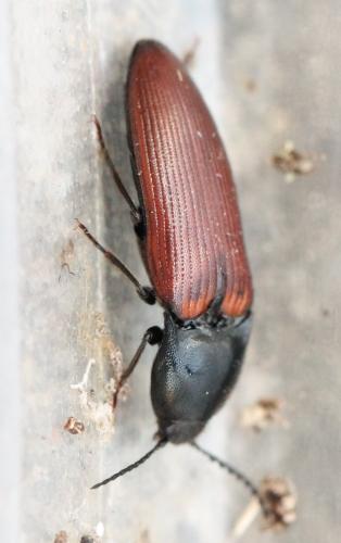 Ampedus pomorum