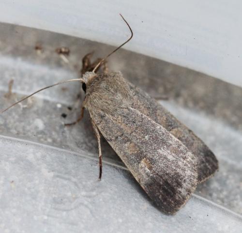 Xestia xanthographa